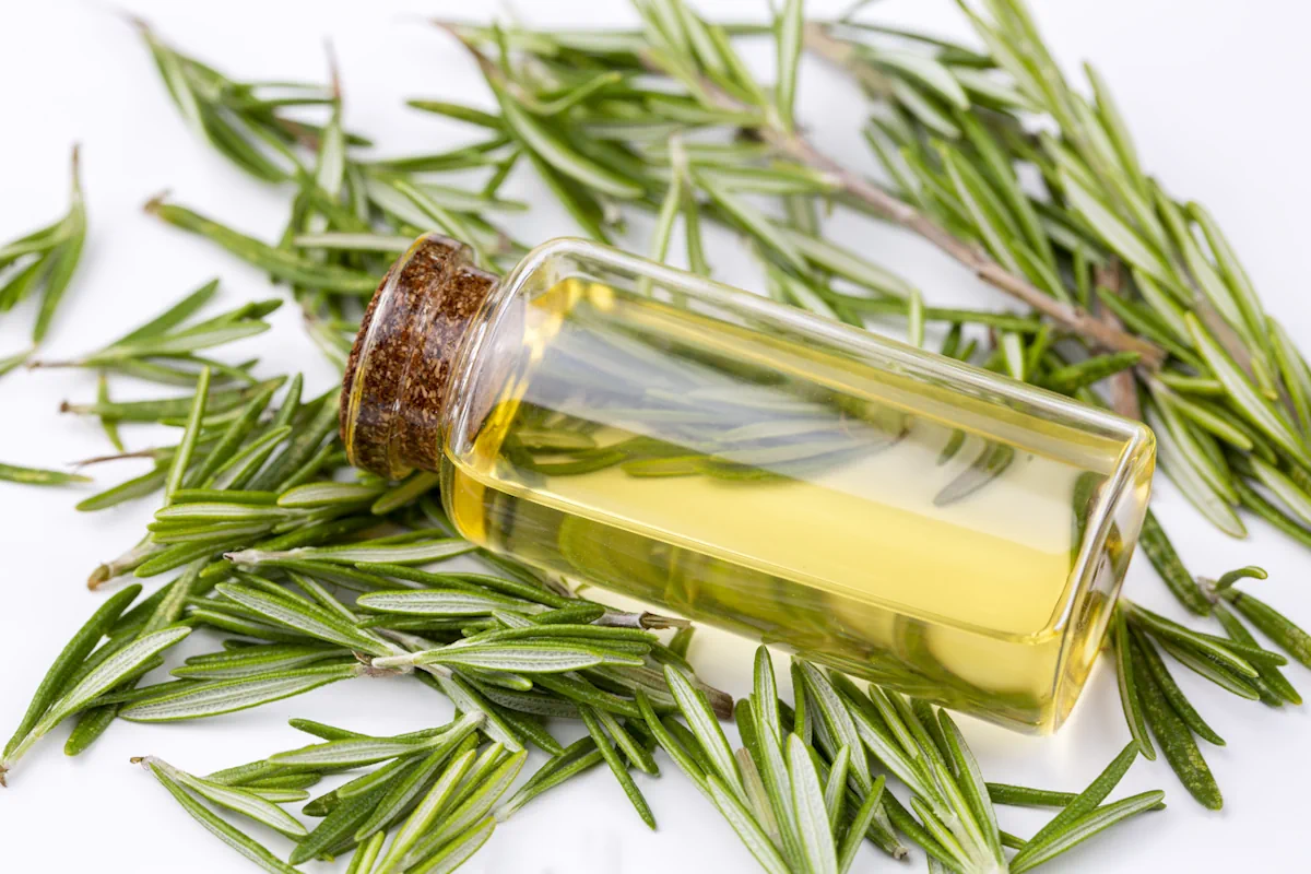Huile essentielle romarin pousse cheveux avec plante fraîche